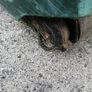 lawnmowers Image 7