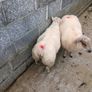 Purebred Beltex ram lamb Image 3