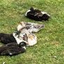 Ducks Image 3