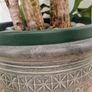 Dracaena Plant Image 4