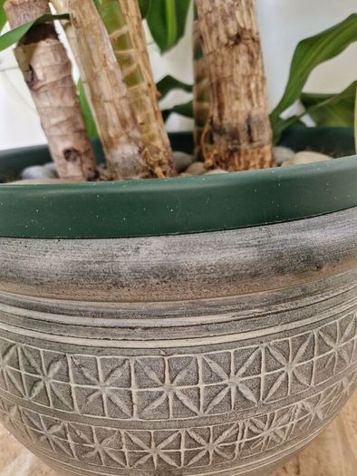 Dracaena Plant