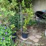 Bay Leaf plants Image 3