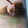 Neven Maguire / Neven's Food from the Sun/ 2008 Image 5