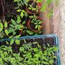 Tomato Plants organic Image 2