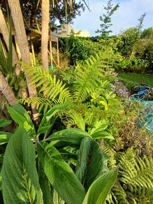 2ft dicksonia Antartica tree fern