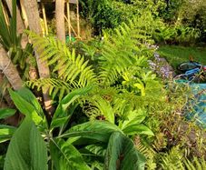 2ft dicksonia Antartica tree fern