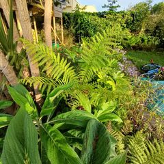 2ft dicksonia Antartica tree fern