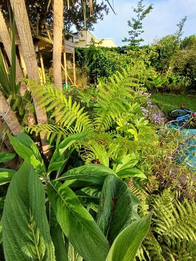 2ft dicksonia Antartica tree fern