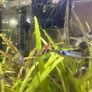 Endler guppies for free Image 2