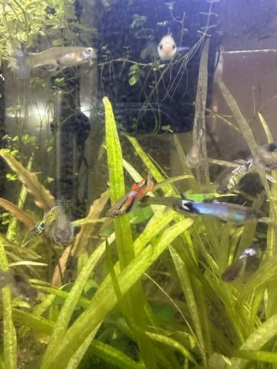 Endler guppies for free