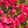 Azaleas, Evergreen Shrubs Image 7