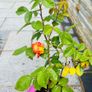 Rose Plant Image 2