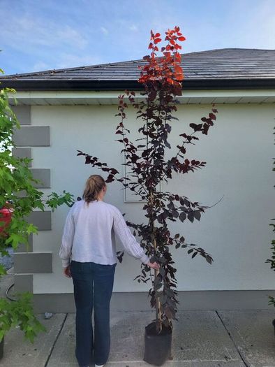 trees for sale