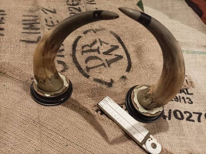 set of mounted horns