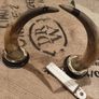 set of mounted horns Image 6