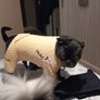 spark paws dog clothes Image 8