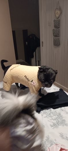 dog clothes
