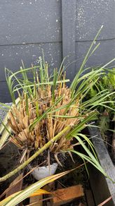 x 2 Pampas grass (Cortederia Selloana pic 1, Cortaderia fulvida pic 2)