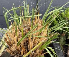 x 2 Pampas grass (Cortederia Selloana pic 1, Cortaderia fulvida pic 2)