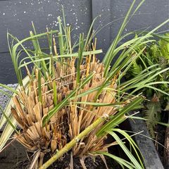x 1 Pampas grass - Cortederia Selloana