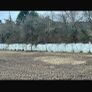31 free Bales 4 years old. Coarse Image 2