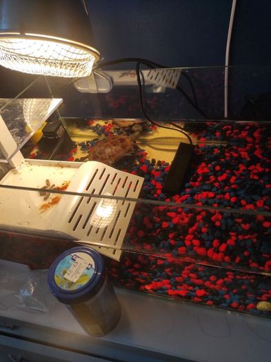 Reeves turtle with tank