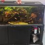 fish Image 2