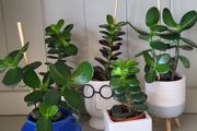 Jade plants. Money plants.