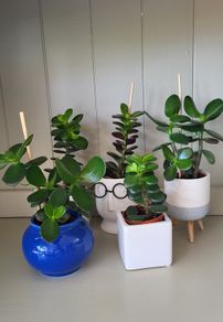 Jade plants. Money plants.