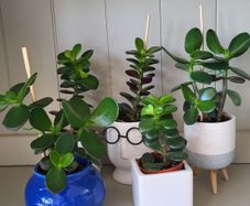 Jade plants. Money plants.