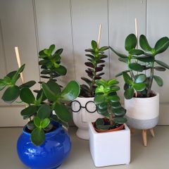 Jade plants. Money plants.