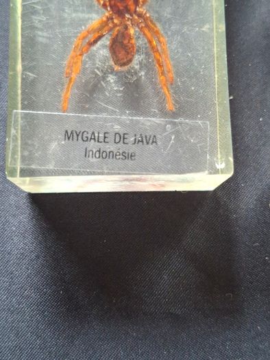 Genuine Collection of 15 Clear Resin Exotic Insects and Arachnids Price is for 1 only