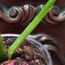 Monstera Burle Marx Flame rooting Image 7