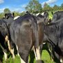 Incalf heifers Image 8
