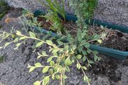 cotoneaster