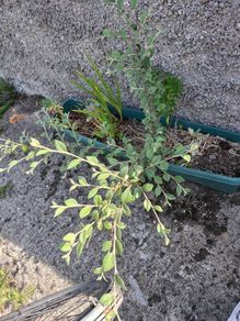 cotoneaster