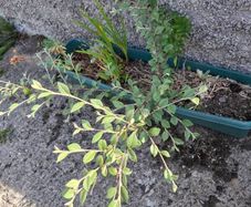 cotoneaster