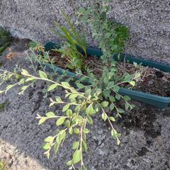 cotoneaster