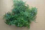 Aquarium plants