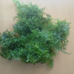 Aquarium plants