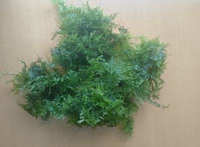 Aquarium plants