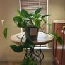 hanging plant Image 8