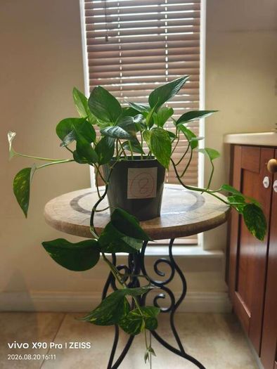 hanging plant