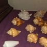 Sea Shell Collection Image 5