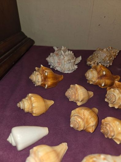 Sea Shell Collection