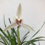 Cymbidium orchid Image 3