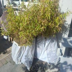 bamboo