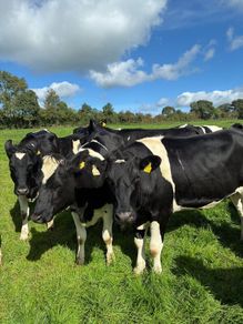 Incalf heifers