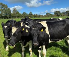 Incalf heifers