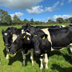 Incalf heifers